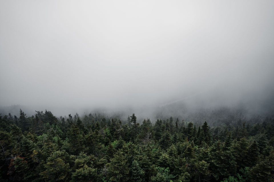 A foggy view of a dense forest with a mysterious atmosphere.