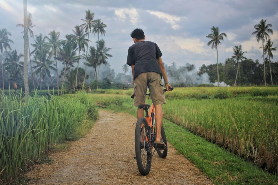 A man rides a bicycle through lush rice fields in Indonesia, capturing a peaceful rural scene.
