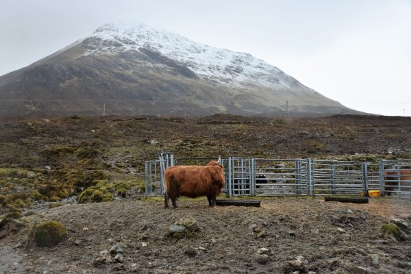 A Highland cow stands in a fenced area with a majestic snowy mountain backdrop in Scotland.