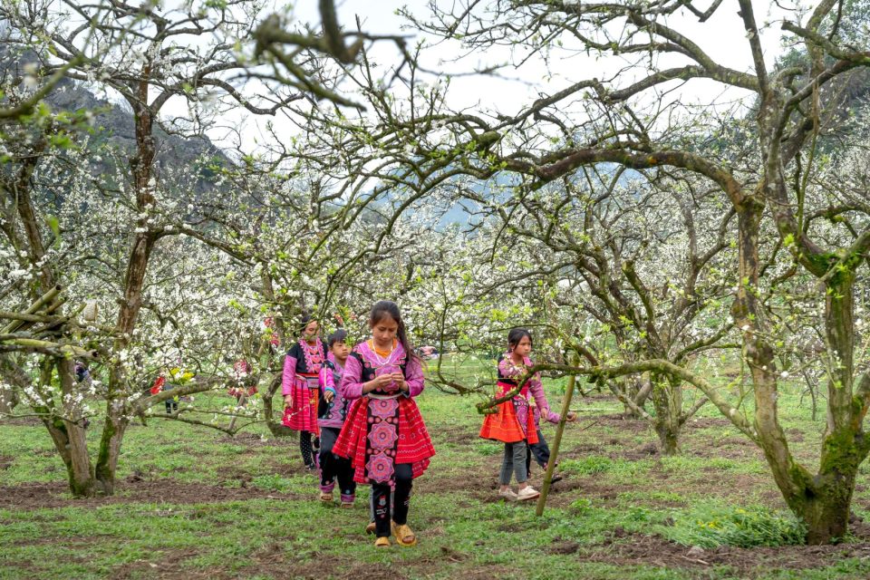Children wearing traditional clothing walk through a blooming plum orchard in Vietnam.