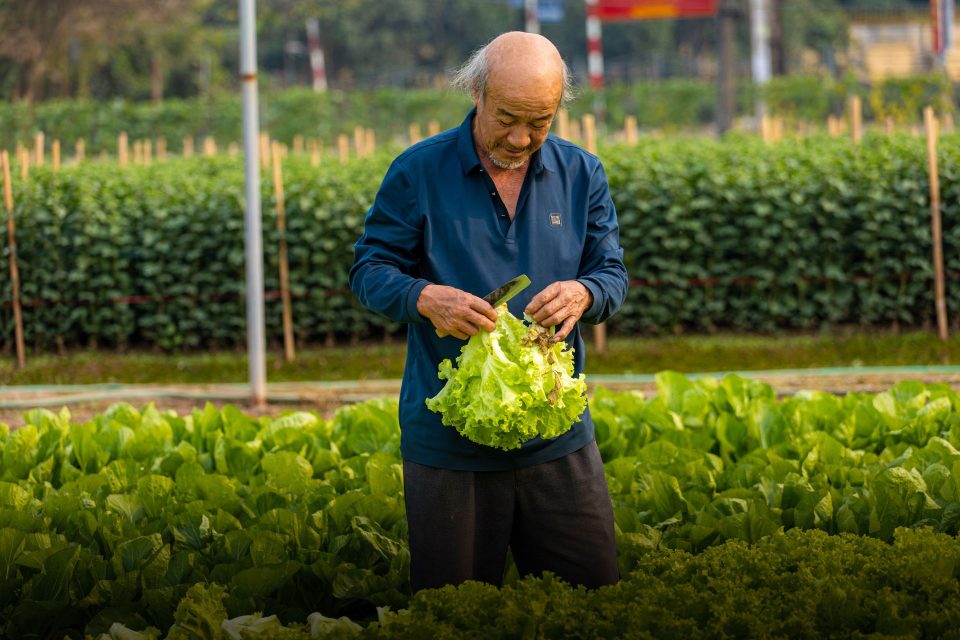 Senior man harvesting fresh lettuce in a vibrant field in Hanoi, Vietnam.