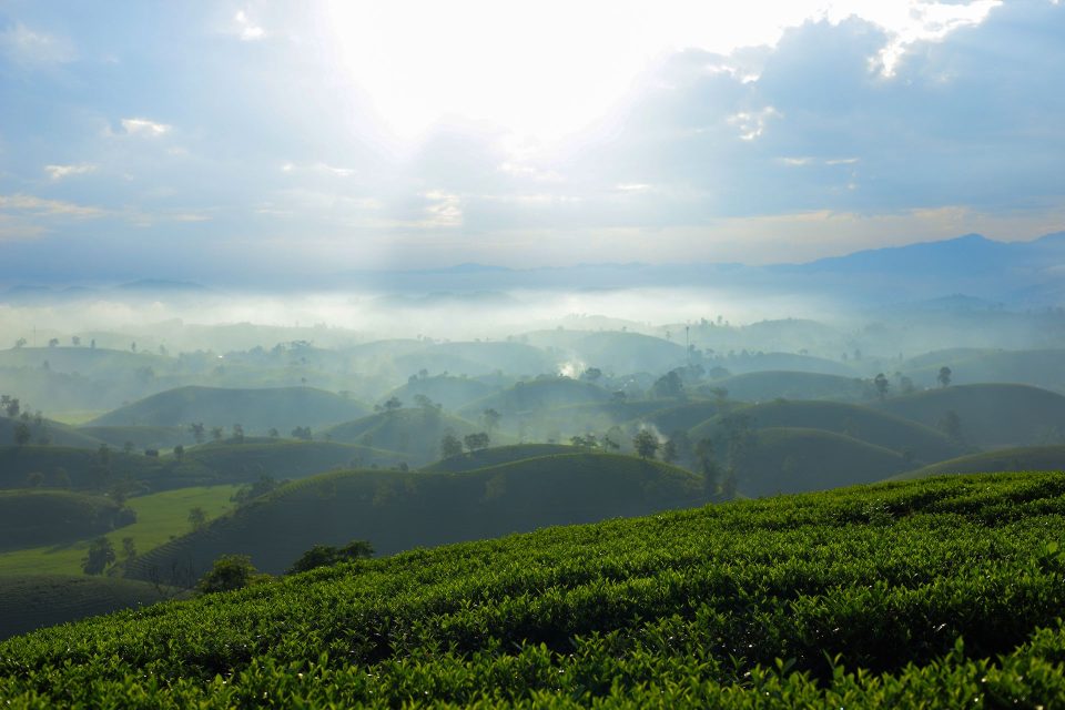 Sunrise over lush tea plantations in misty Northern Vietnam landscape.