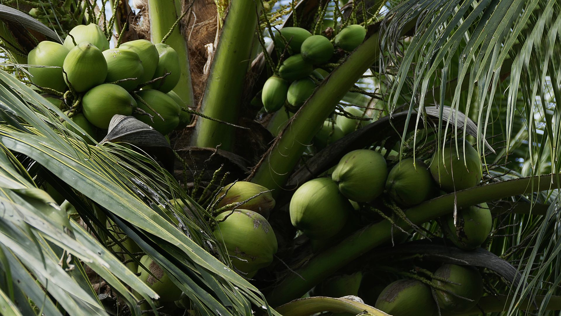 Close-up of vibrant green coconuts growing on a palm tree in Vietnam's tropical climate.