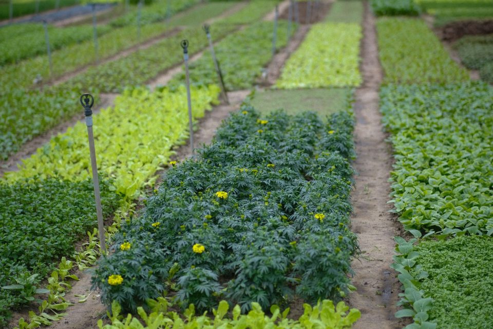 Vibrant vegetable garden rows with irrigation system in Da Nang, Vietnam. Ideal for agriculture themes.