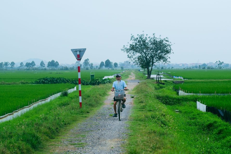 An adult man rides a bicycle on a path through lush green rice fields on a clear day.