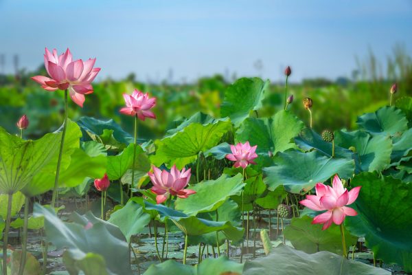Beautiful pink lotus flowers blooming in a tranquil pond setting.