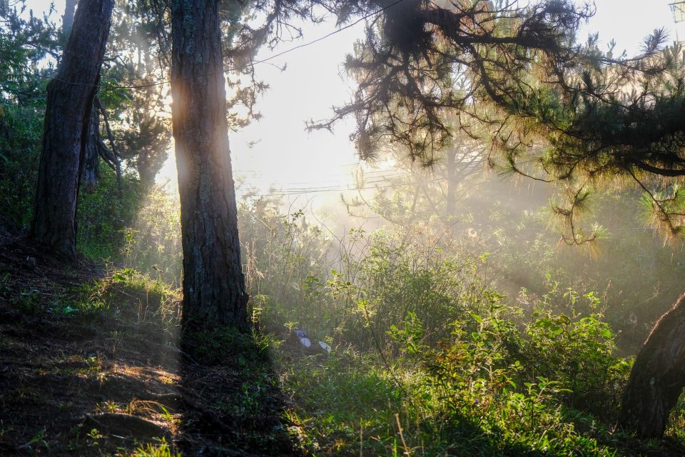 Sunlight streaming through pine trees in a serene forest in Dalat, Vietnam.
