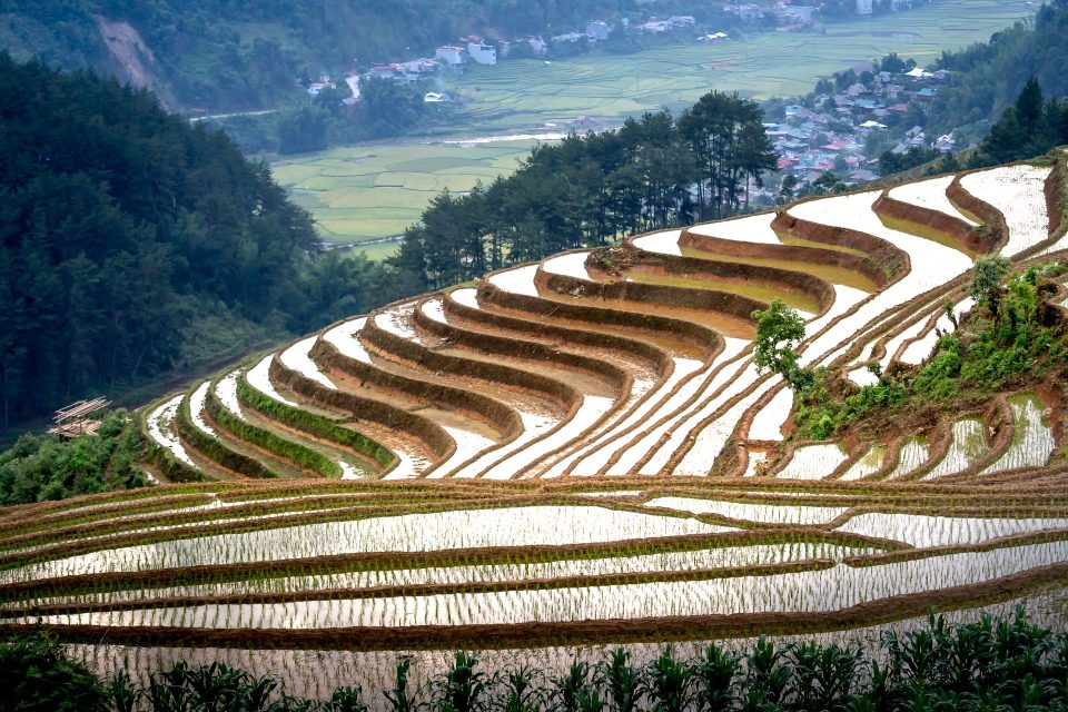 Captivating view of terraced rice fields in Vietnam, with lush greenery and mountains.