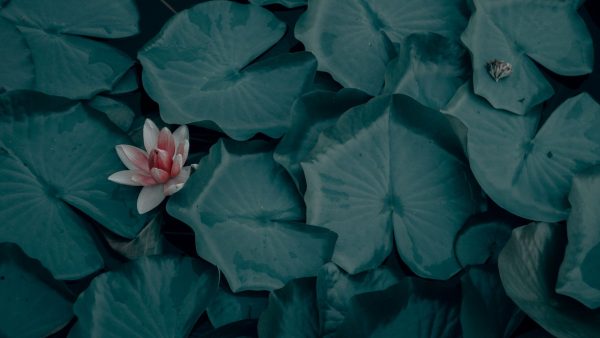 A vibrant pink lotus flower stands out against lush green leaves in a tranquil setting.