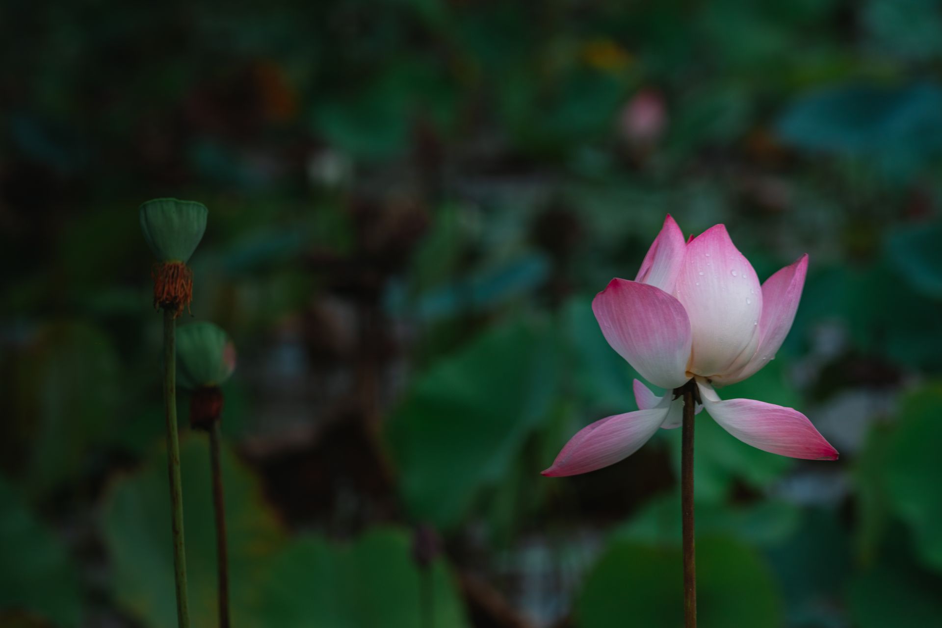 Close-up of a blooming pink lotus flower in a Vietnamese pond, surrounded by lush greenery.